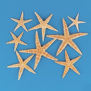 Fun Express Real Starfish Decoration (30 Piece)